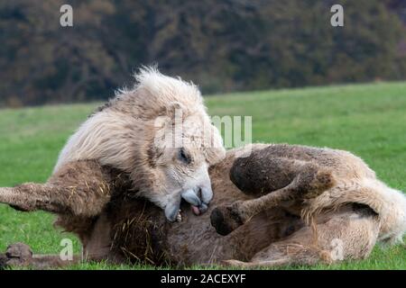 Ritratto di un cammello bactrian (camelus bactrianus) sdraiati sull'erba nel tentativo di scratch stesso con i denti. Foto Stock