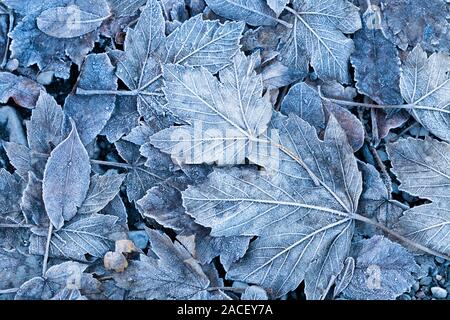 Il primo gelo su Maple Leafs. Sfondo Inverno Foto Stock