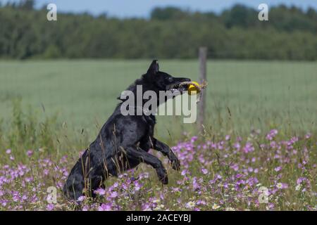 Black pastore tedesco è in esecuzione su un campo con la fioritura del prato Foto Stock