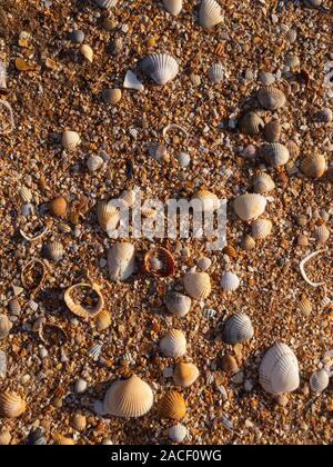 Conchiglie di mare nella spiaggia di sabbia nella luce del mattino la texture di sfondo vista aerea Foto Stock