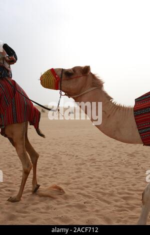 Arabo dei paesaggi del deserto in Dubai EMIRATI ARABI UNITI Foto Stock