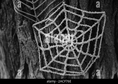 Spider Web lavorato a maglia a partire da fili su di un tronco di albero, bw foto. Foto Stock