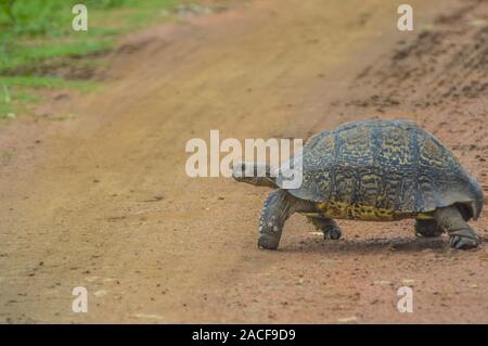 Carino piccola tartaruga Leopard strisciando sulla strada sterrata in una riserva di caccia in Africa Foto Stock