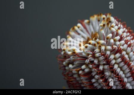 Primo piano della Banksia flower anche sapere come il caprifoglio australiano su sfondo scuro Foto Stock