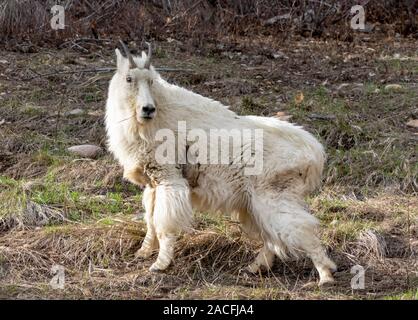 Una capra di montagna su una collina del Wyoming. Foto Stock