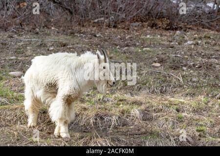 Una capra di montagna su una collina del Wyoming. Foto Stock