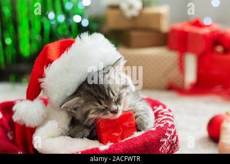 Regali di natale concetto. Natale cat indossando Santa Claus hat azienda confezione regalo di dormire su plaid sotto albero di natale. Adorabili poco tabby Foto Stock