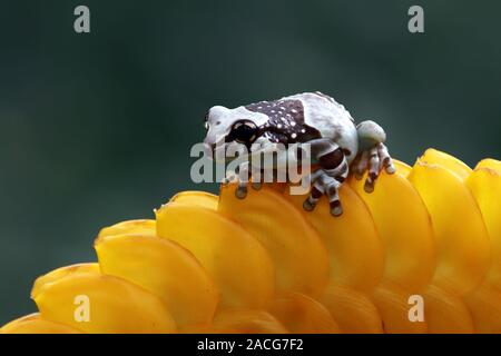 Amazon rana di latte su un fiore giallo, Indonesia Foto Stock