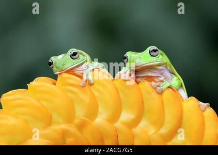 Due bianco Rane di albero su un fiore giallo bud Foto Stock