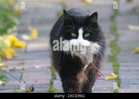Ritratto di un gatto con un topo morto Foto Stock