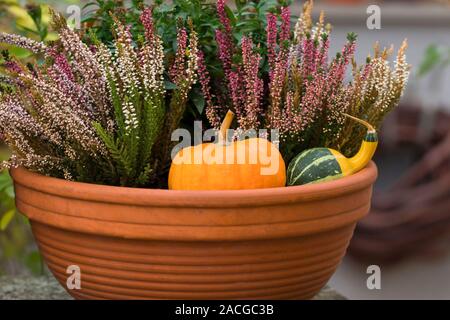 Autunno decorazione sulla terrazza. Vaso di fiori con zucche e bellissimi fiori - erica,Calocephalus, jujube. Foto Stock