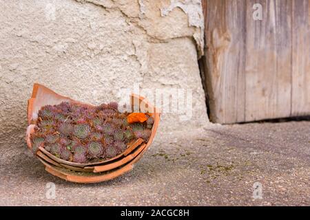 Le piante succulente in rottura di pentola di creta, l'autunno. Foto Stock