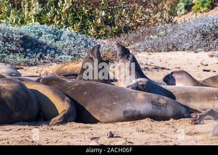 Due elefanti settentrionale guarnizioni (Mirounga angustirostris) combattimenti durante la stagione di accoppiamento mentre circondato da sonno di altre giovani maschi (visibile dolore nero Foto Stock