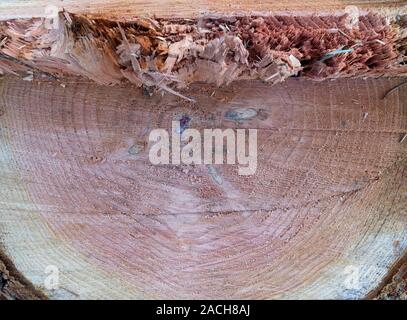 Texture legno ,xilografia a sezione circolare con gli anelli annuali , detaled texture, sfondo naturale. Close up. Foto Stock
