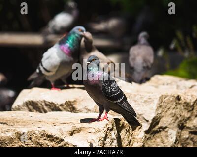 Piccione seduto sulle rocce, mentre due piccioni in background bacio. Foto Stock
