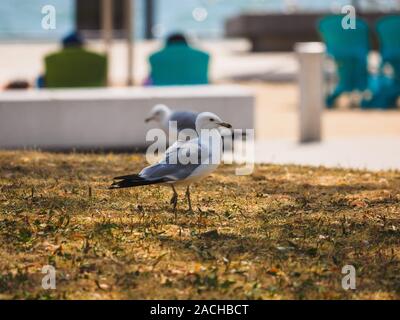 Anello-fatturati gull camminando sul prato con un altro seagull a piedi nella sfocatura dello sfondo in direzione opposta. Foto Stock