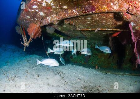 Un relitto sottomarino vicino a una barriera corallina in un oceano tropicale (Isole Similan) Foto Stock