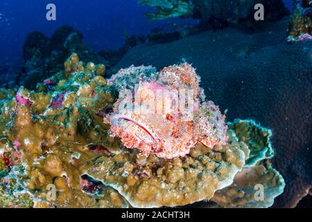 Scorfani barbuto su un tropical Coral reef Foto Stock