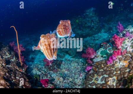Seppie di accoppiamento su un tropical Coral reef all'alba (Richelieu Rock, Thailandia) Foto Stock