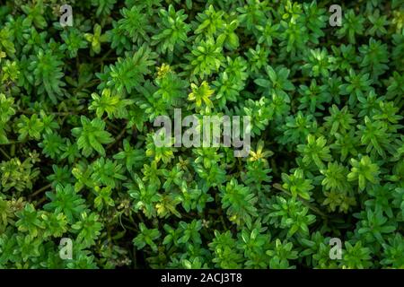 Tiny acqua verde piante in fine stretta come un sfondo astratto Foto Stock