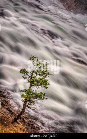 Stagno di cuneo, Kananaskis, Alberta, Canada Foto Stock