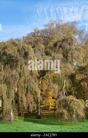 Betula pendula Youngii "". Giovani il pianto della betulla a Westonbirt Arboretum in autunno. Gloucestershire, Inghilterra Foto Stock