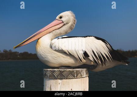 Chiusura del pellicano in appoggio sul molo pilone mediante River in Australia Foto Stock