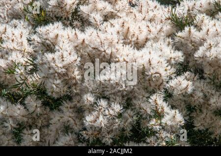 Estate fogliame di neve in estate, melaleuca linariifolia, un australiano albero nativa. Foto Stock