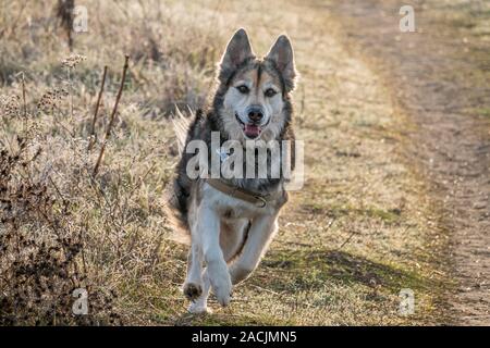 Un siberiano Husky-German Pastore di razza cane che corre verso il fotografo. Foto Stock