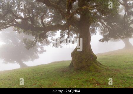 Alloro albero nella foresta nuvolosa, Fanal, di Madera Foto Stock