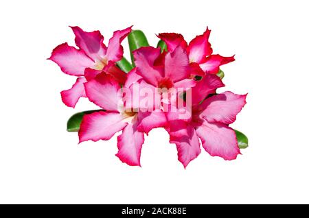 Adenium obesum o Desert Rose isolati su sfondo bianco. Fioritura fiori tropicali Foto Stock