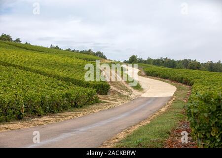 Vigneti Champagne nella Côte des Bar area dell'Aube. Francia Foto Stock