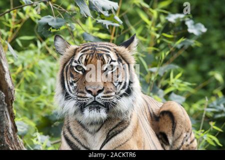 Tigre malese Foto Stock