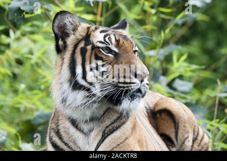 Tigre malese Foto Stock