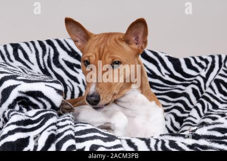 Basenji, bush Africano cane o il cane del Congo Foto Stock