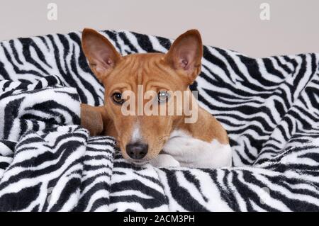 Basenji, bush Africano cane o il cane del Congo Foto Stock