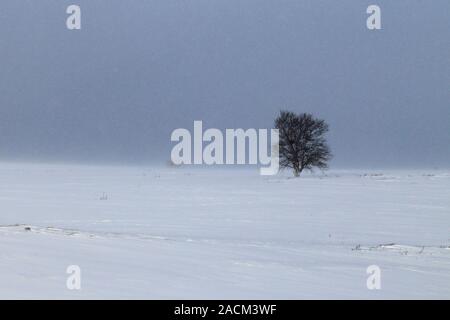 Paesaggio invernale Dovrefjell Norvegia Foto Stock