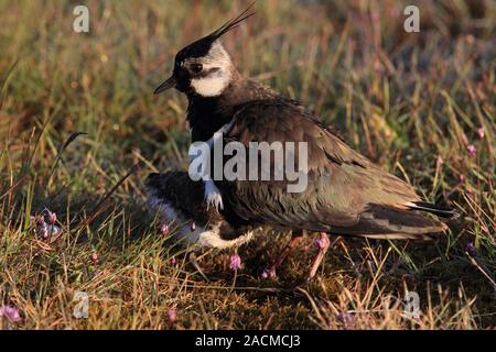 Pavoncella huddling il giovane uccello Foto Stock