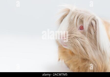 Capelli lunghi cavia Foto Stock