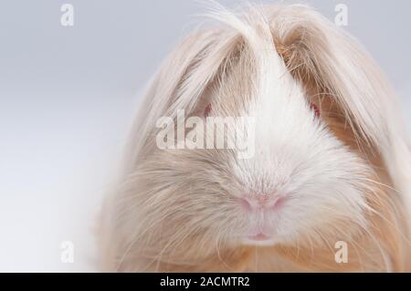 Capelli lunghi cavia Foto Stock