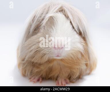 Capelli lunghi cavia Foto Stock