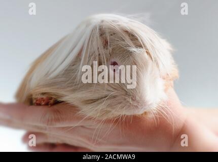 Capelli lunghi cavia Foto Stock