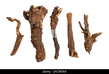 Ligusticum porteri, noto come OSHA. Radici essiccate. Isolato su sfondo bianco Foto Stock