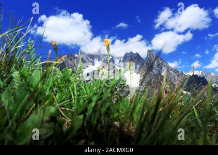 Estate nelle Alpi. Cielo blu, verde erba in background e foreground. Foto Stock