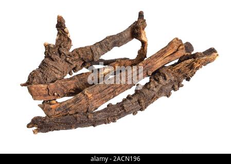 Ligusticum porteri, noto come OSHA. Radici essiccate. Isolato su sfondo bianco Foto Stock