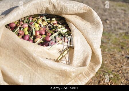 Raccolta olive fresche in sacchi in un campo Foto Stock