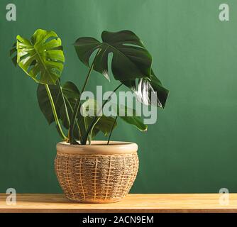 Fiore tropicale monstera pianta con grandi foglie in ceramica vasi su un tavolo di legno contro lo sfondo di una parete verde. Il concetto di natura e Foto Stock