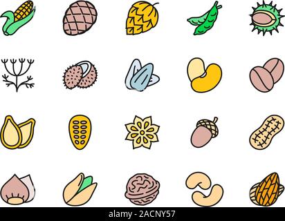Set di noci e semi, schermo piatto a colori e icone. Tutoli di mais, con cono HOP, piselli, aneto e altro ancora. Illustrazione Vettoriale