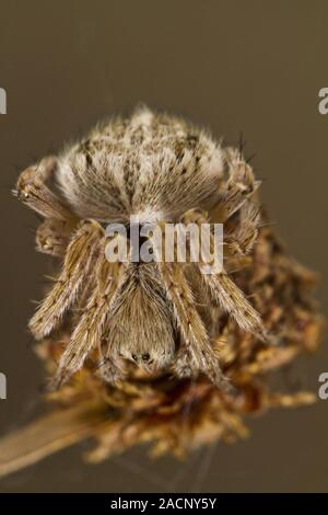 Crociera sulla posizione di attacco Foto Stock