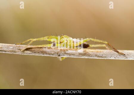 Green huntsman spider (Micrommata virescens) Foto Stock